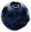 berry2.png