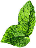mint1.png