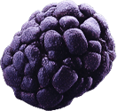 n-berry1.png