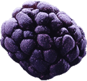 n-berry2.png